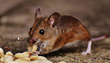 24 Hour & Emergency Exterminators in North Mankato, MN